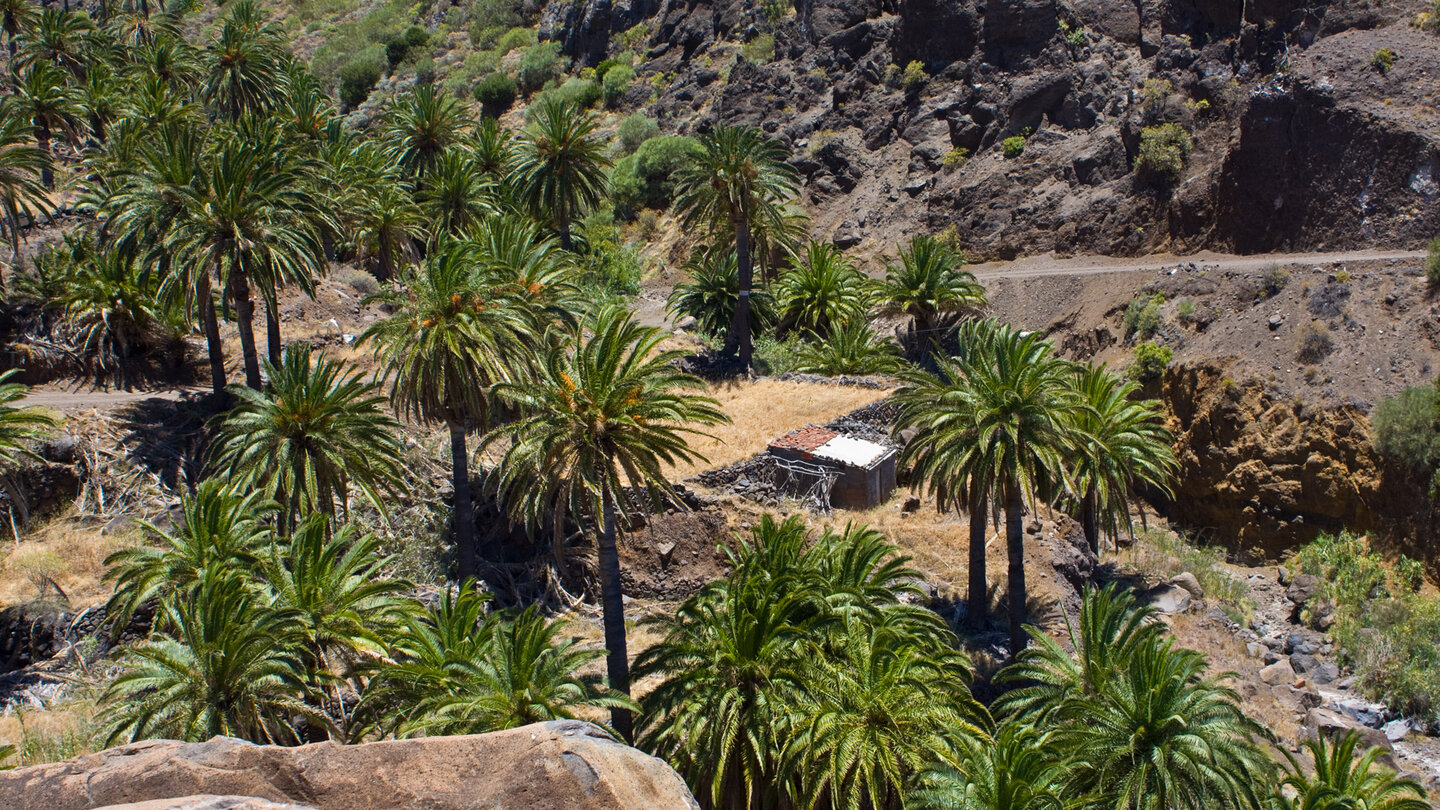 Palmen und terrassierte Felder in Tazo auf La Gomera