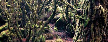 bemooste Bäume im Lorbeerwald Monteverde Herreño auf El Hierro