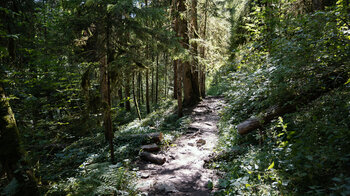 schattiger Wanderweg durch Mischwald entlang der Wutachschlucht