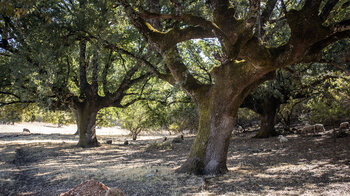 Steineichen auf der Nava-Ebene