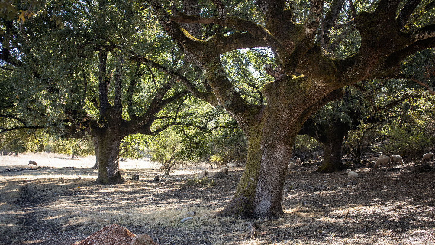 Steineichen auf der Nava-Ebene