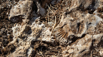 Fossilien in den Ablagerungen des Tethysmeers