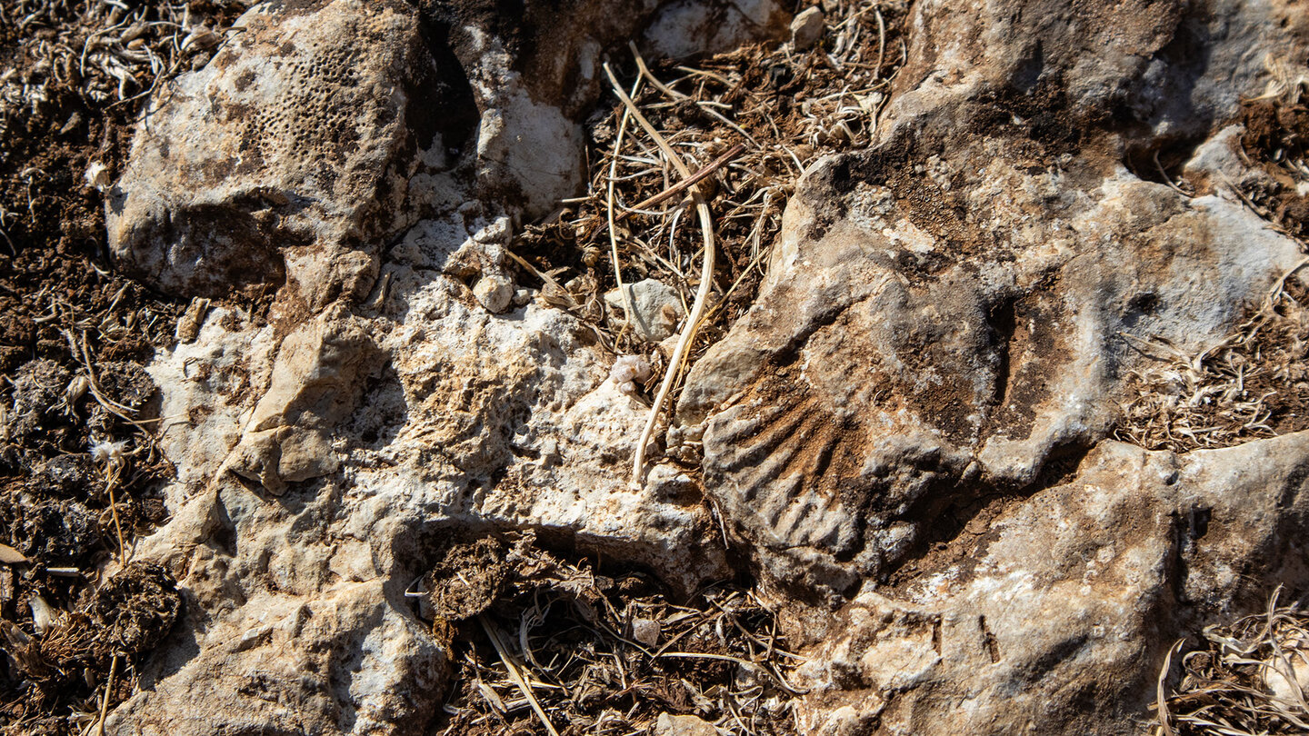 Fossilien in den Ablagerungen des Tethysmeers