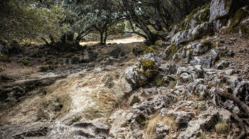 Trockenbachlauf im Arroyo de Fuenseca
