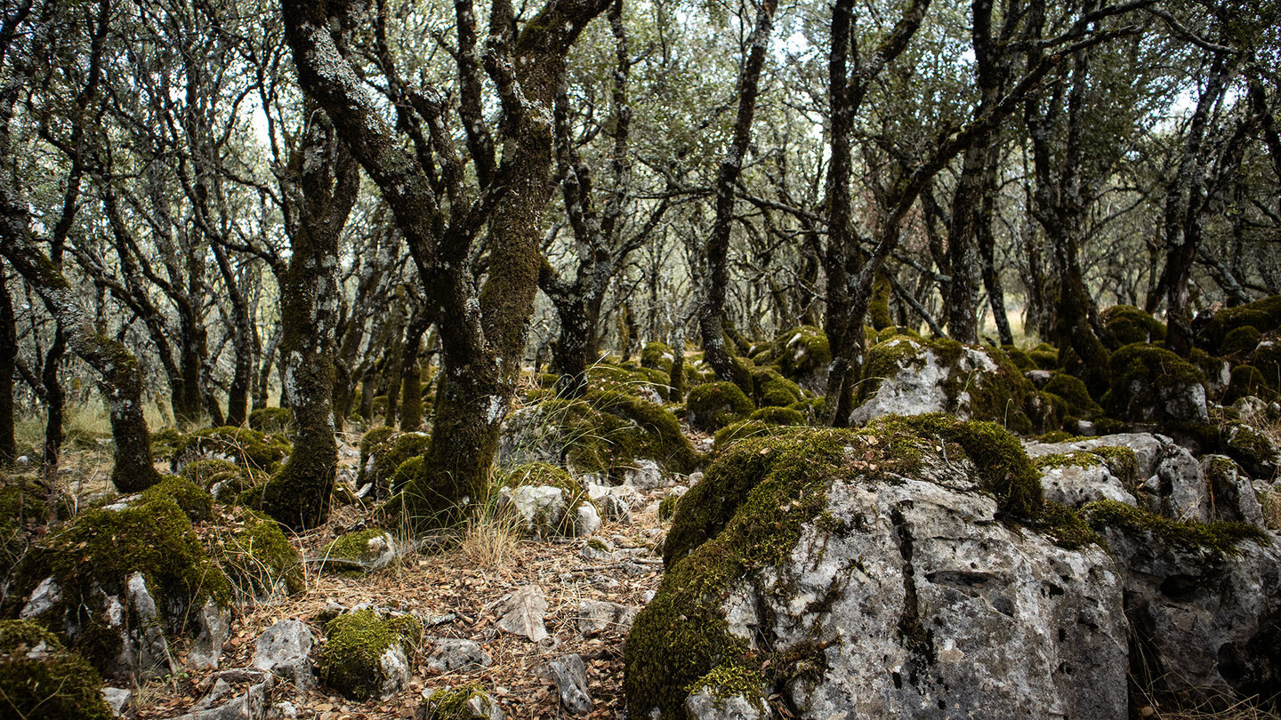 Wanderpfad durch Eichenwälder