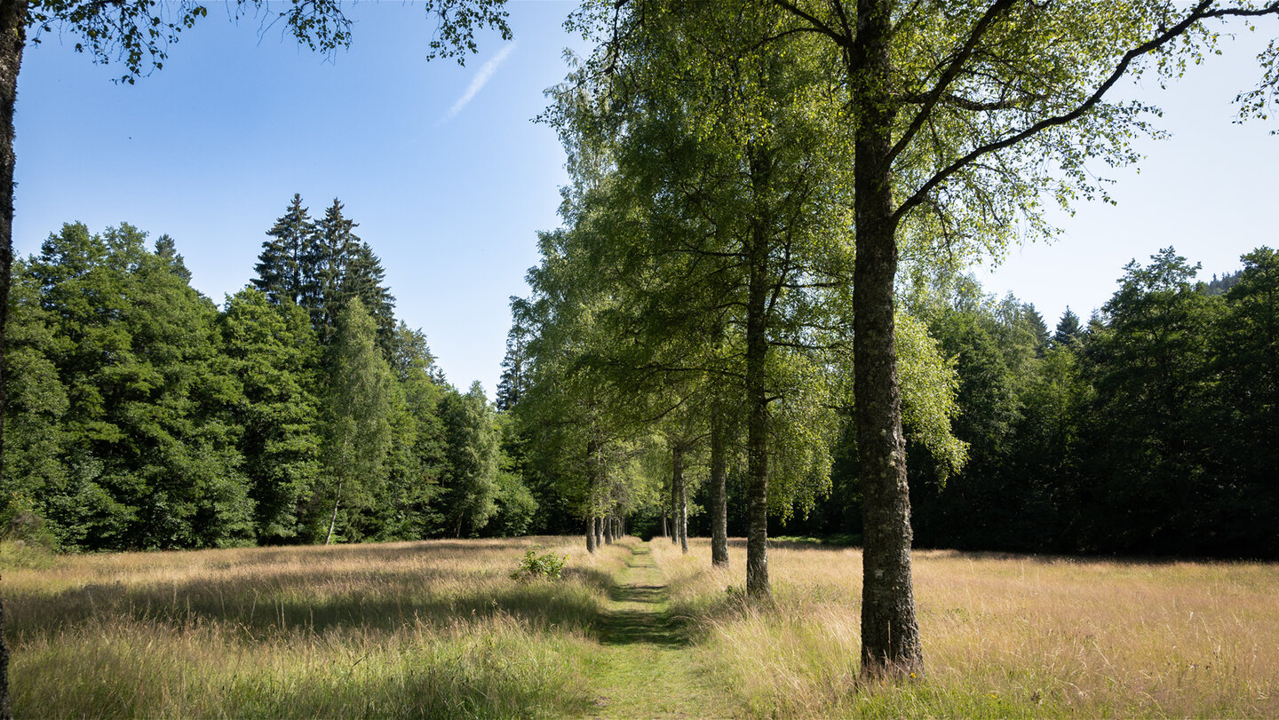 Wiesenweg im Eyachtal