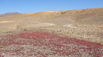 rot gefärbter Pflanzenteppich in der kargen Landschaft