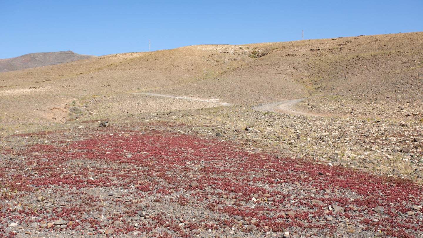 rot gefärbter Pflanzenteppich in der kargen Landschaft