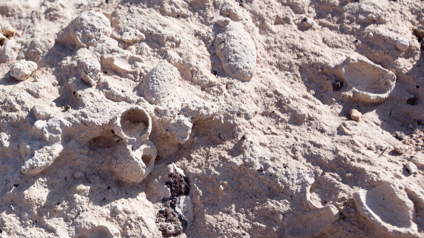 am Wanderweg findet man fossile Brutzellen einer ausgestorbenen Pelzbienenart