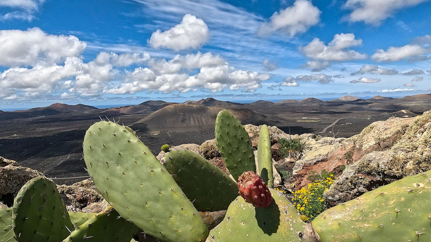 ein Feigenkaktus vor der Kulisse des Naturparks der Vulkane