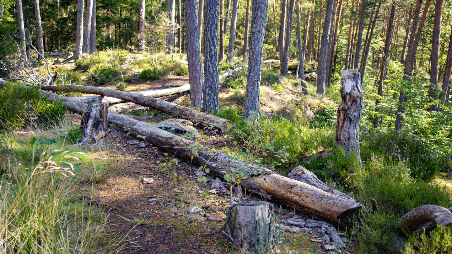 Waldpfad oberhalb der Rosskegelfelsen