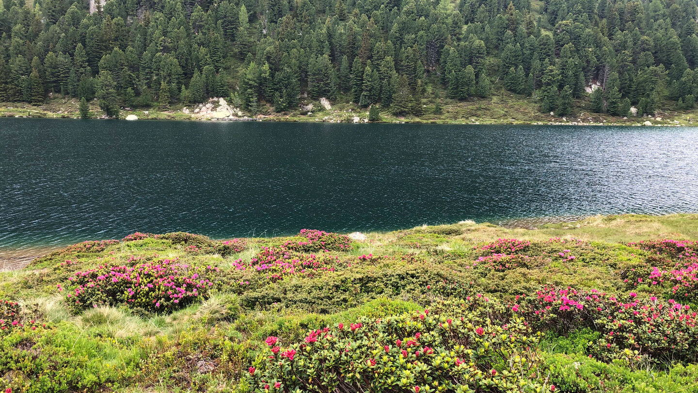 Alpenrosenblüte am Obersee in Osttirol