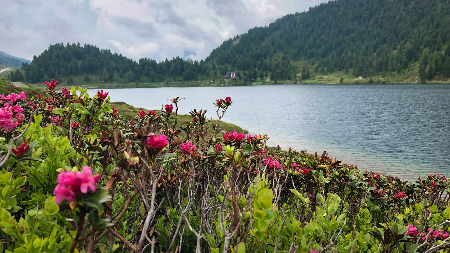 Alpenrosen am Ufer des Obersees