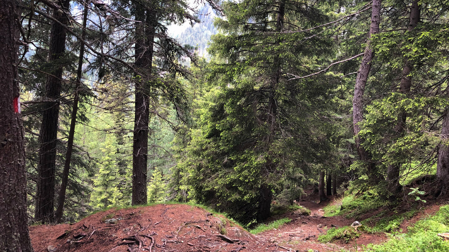 der Wanderweg 7 B hinab zum See