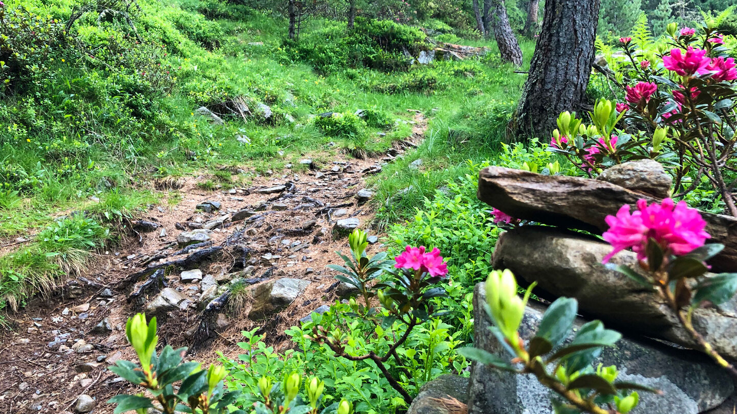 Alpenrosen am Wanderweg