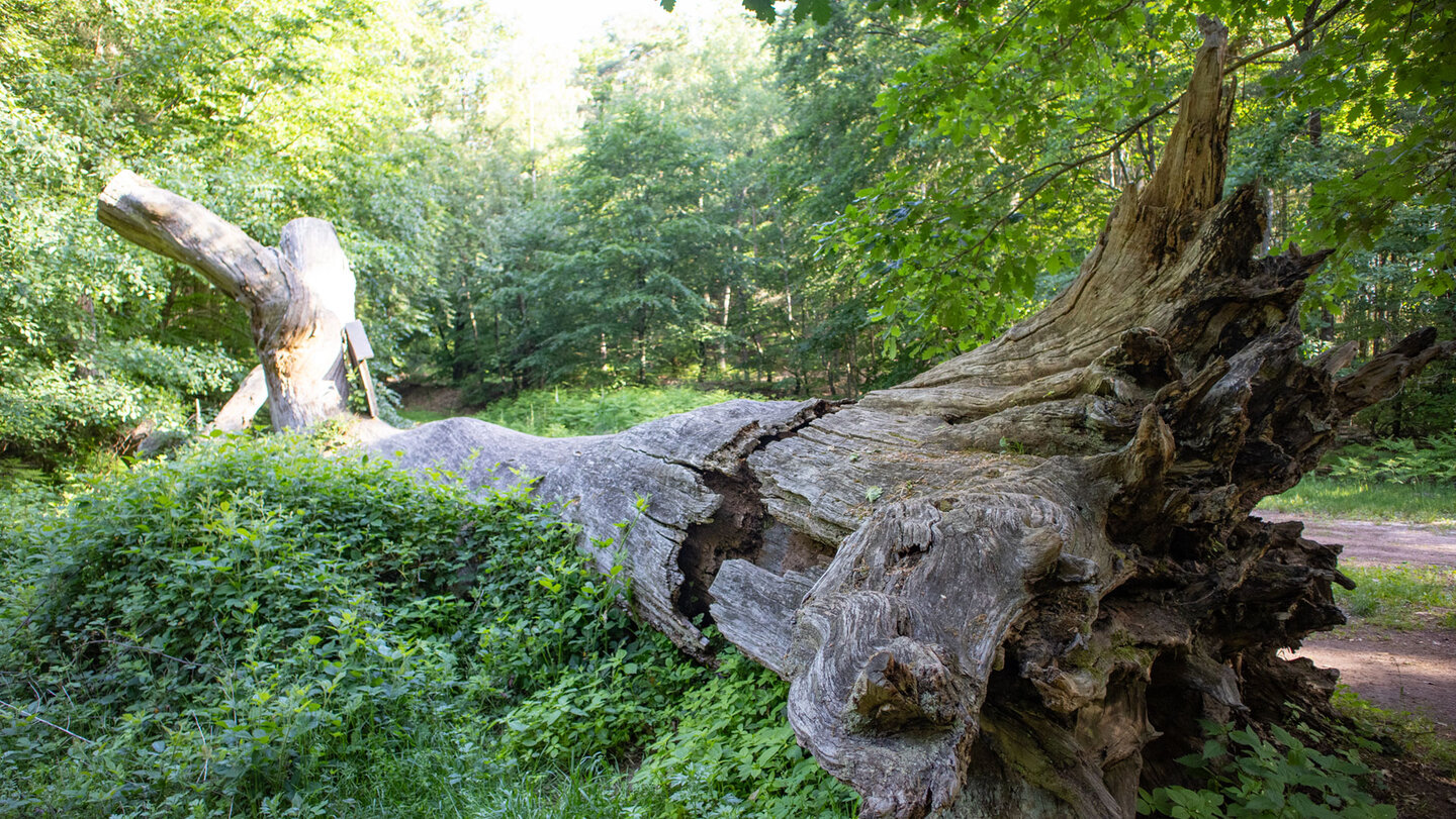 Naturdenkmal Dicke Eiche