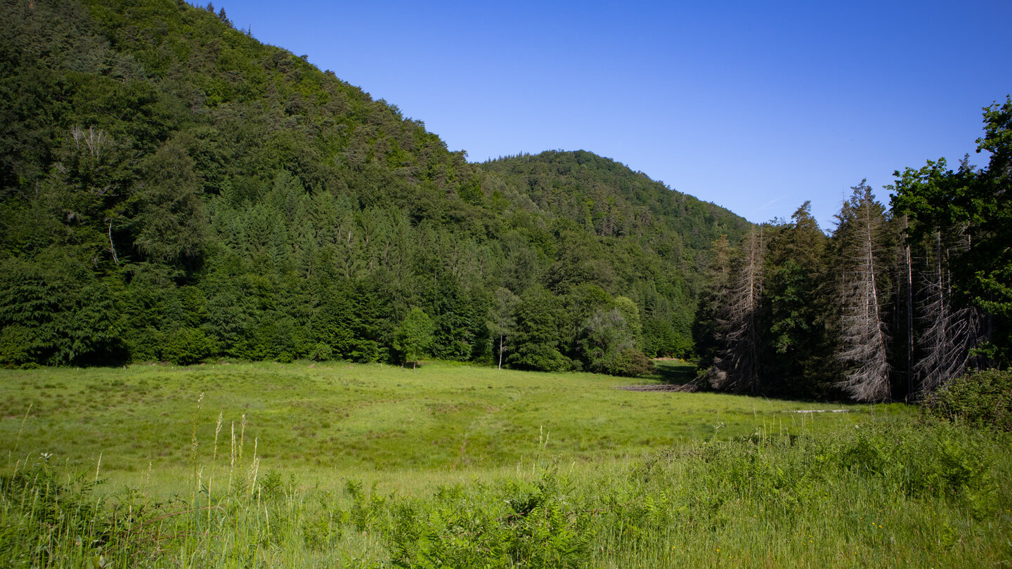 Wiesenlandschaft im Stephanstal bei Hauenstein