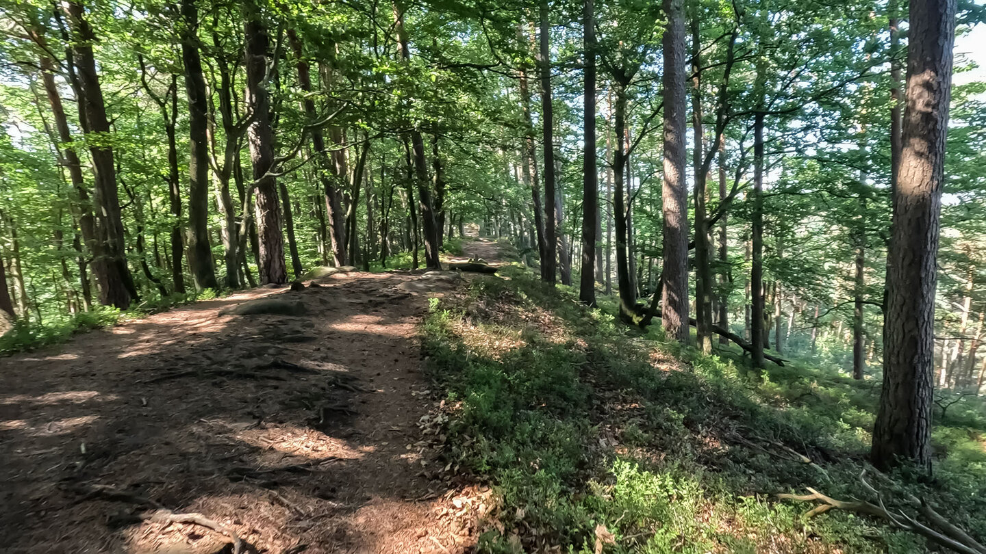 Kammweg entlang der Wanderung von den Geiersteinen Kammweg entlang der Wanderung von den Geiersteinen