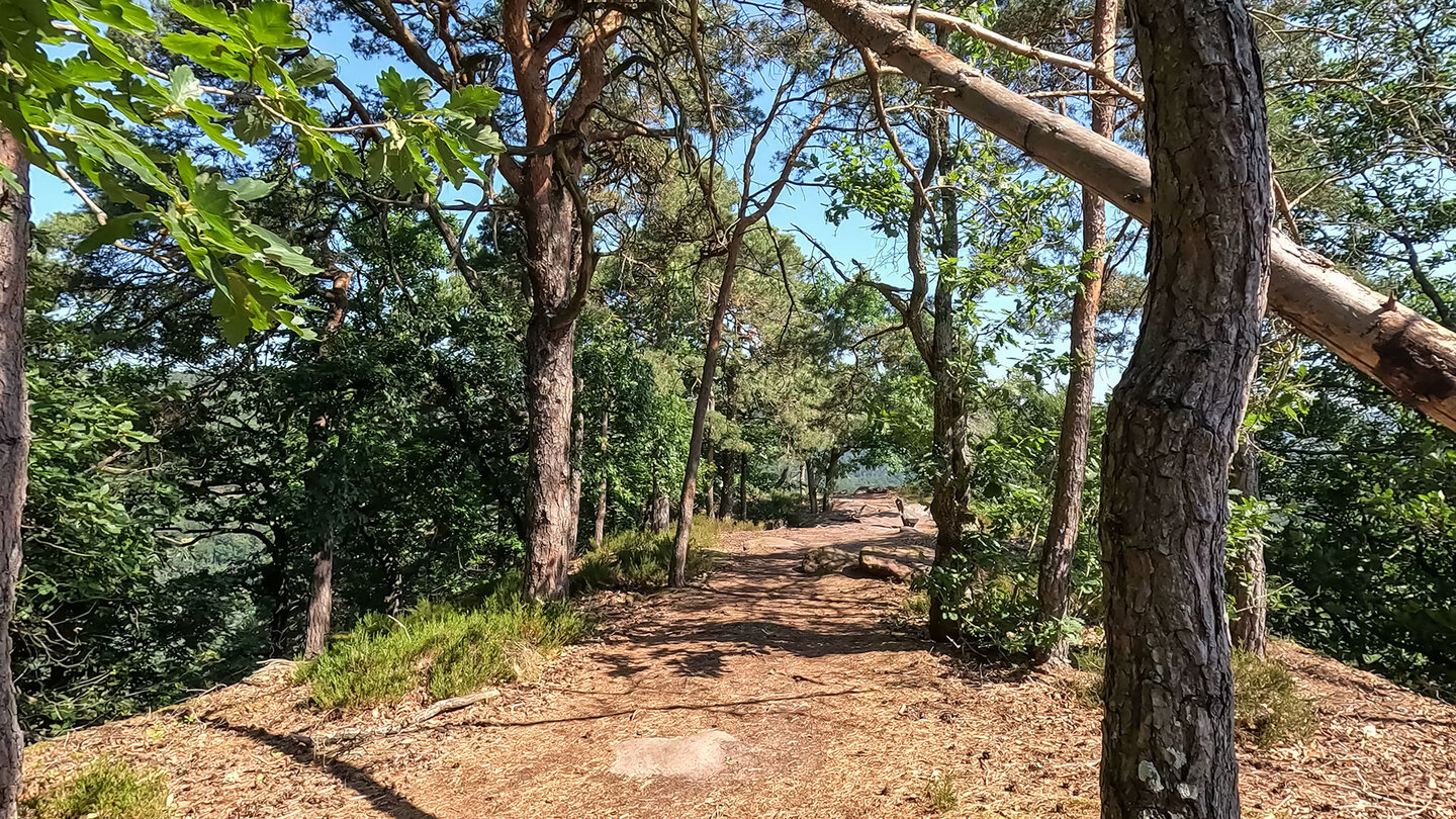 Perfekte Kammwege im lichten Pfälzer Wald auf dem Weg zum Felsen Runder Hut Perfekte Kammwege im lichten Pfälzer Wald auf dem Weg zum Felsen Runder Hut