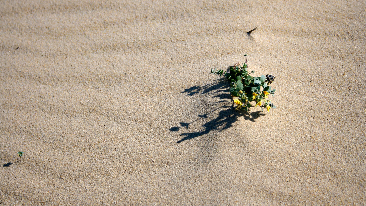 eine gelbe Sandverbene an der Dune du Pilat