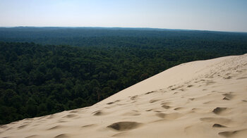 Pinienwälder im hinter der Dune du Pilat