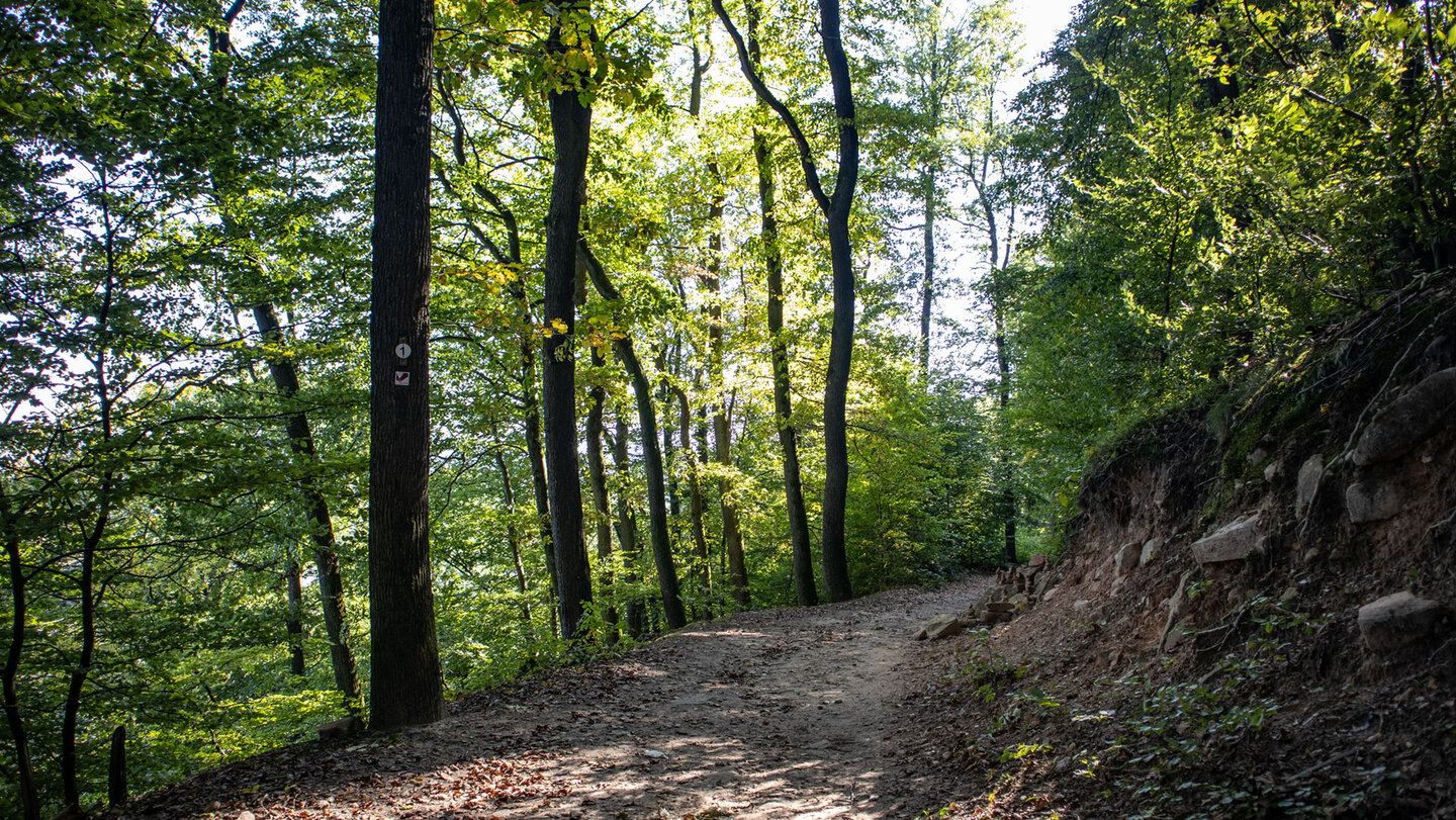 Wanderweg am Treutelsberg bei Klingenmünster auf dem Klingenmünsterer Burgenweg.