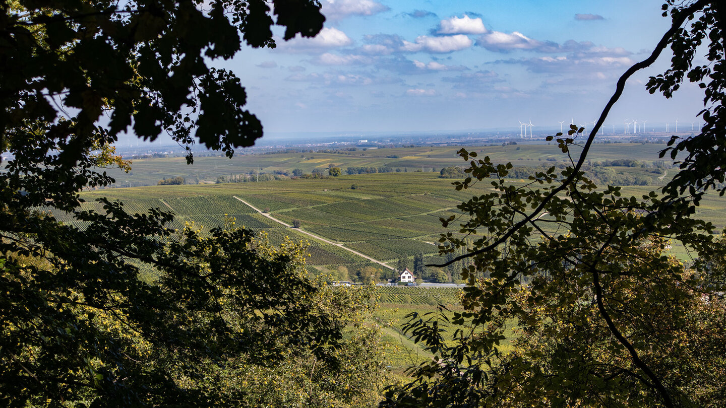 Blick auf die Weinberge bei Klingenmünster und die Rheinebene.