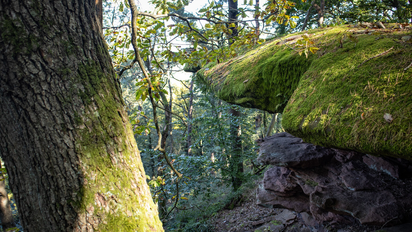 Der Burgenweg bei Klingenmünster führt durch verwunschene Waldlandschaft.