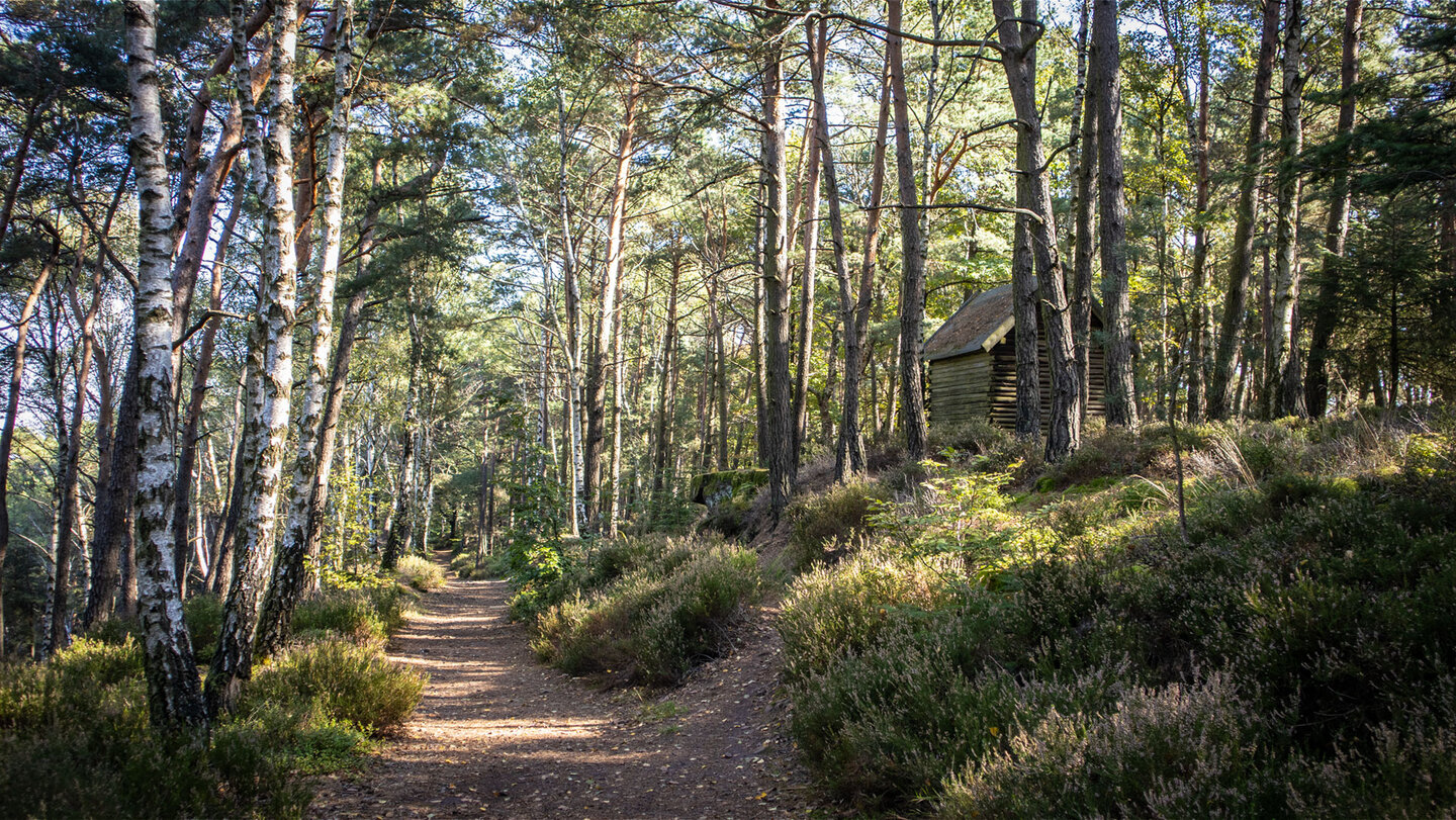 Waldpfad mit Schutzhütte am 3-Burgen-Weg bei Klingenmünster.