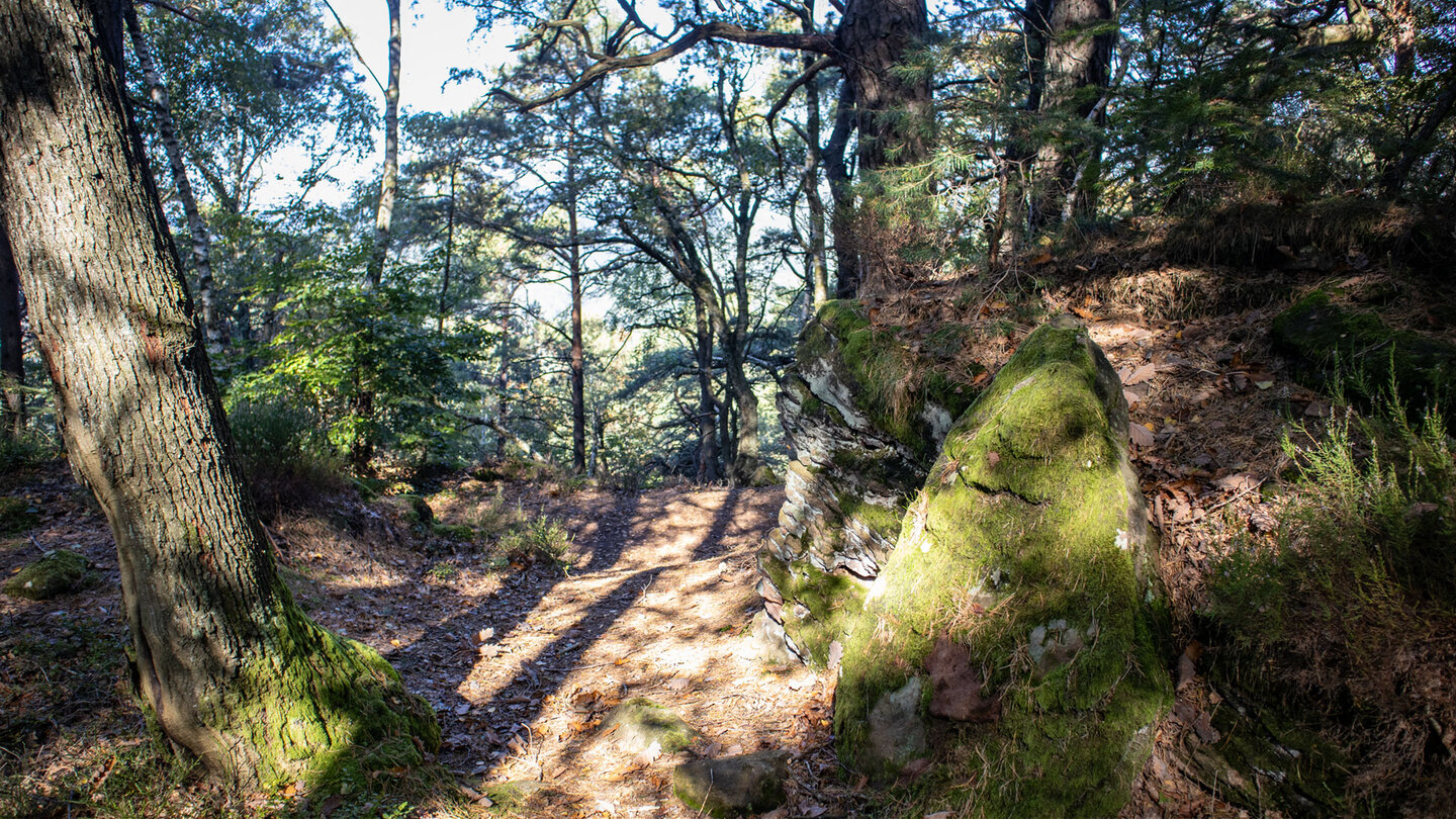Lange Schatten, moosige Felsen und knorrige Kiefern – urwüchsigstes Gesicht des Pfälzerwalds