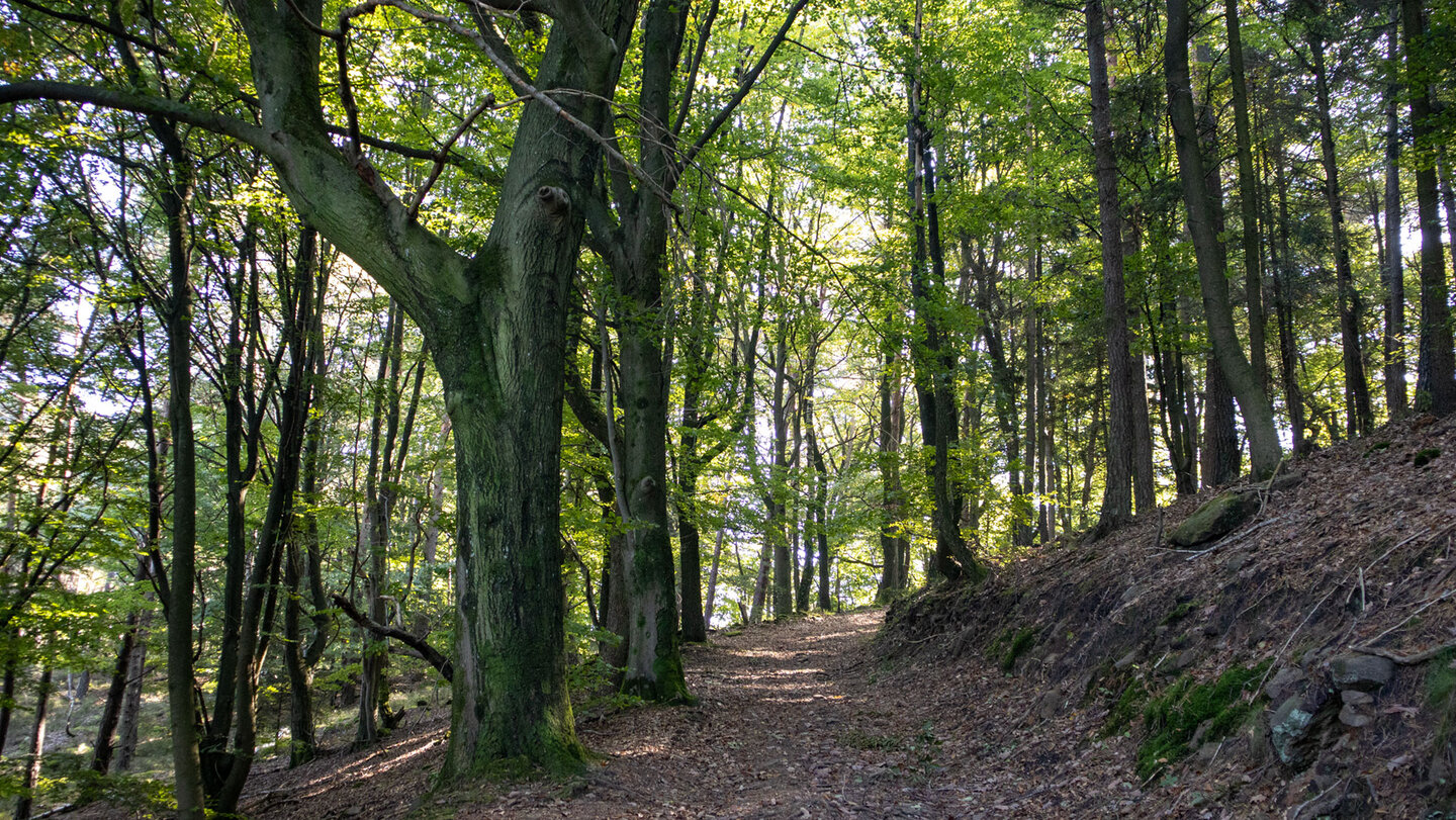 Waldpfad durch Buchenwald auf dem Klingenmünsterer Burgenweg.