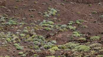 karge Vegetation in den Lavafeldern