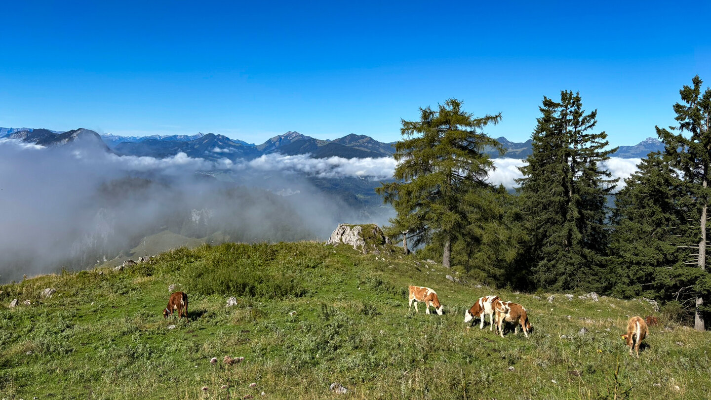 Kühe auf einer Weide kurz vor der Vorderkaiserfeldenhütte