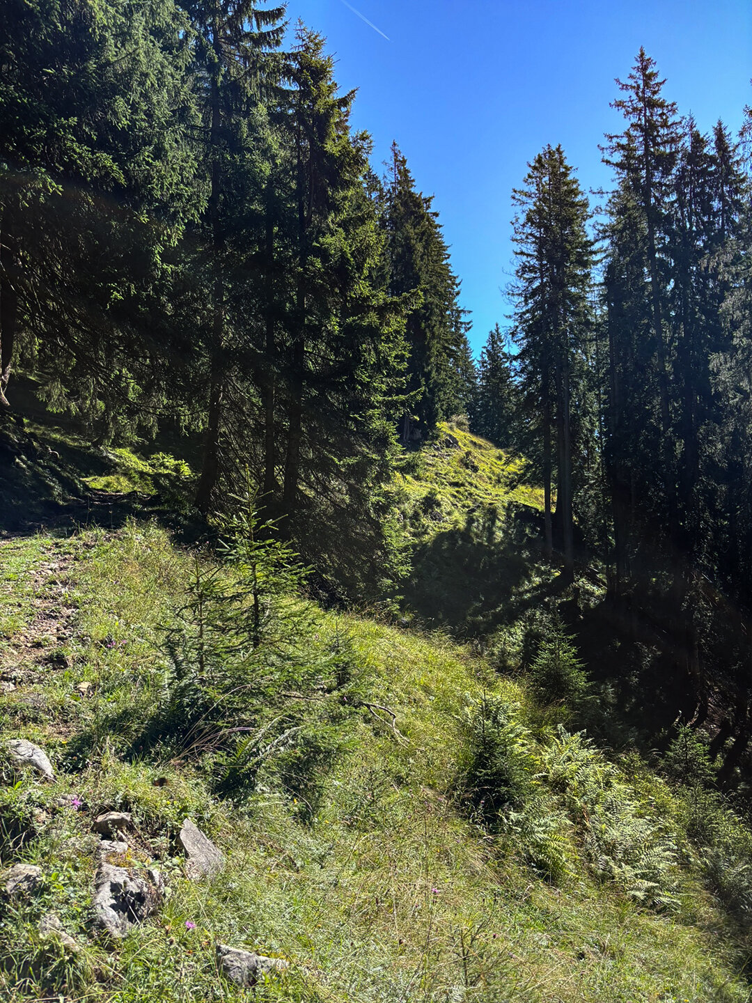 Wanderpfad durch den Wald zur Hinterkaiserfeldenalm