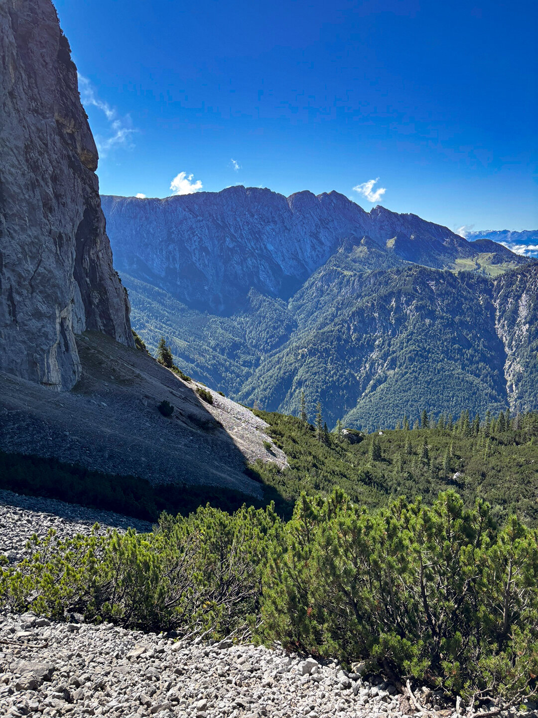 Baumgrenze unterhalb des Steingrubenschneids im Kaisergebirge