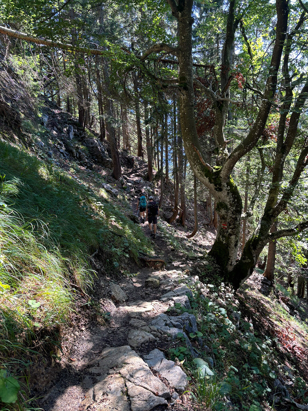 Bergpfad im Wald mit Markierung am Baum