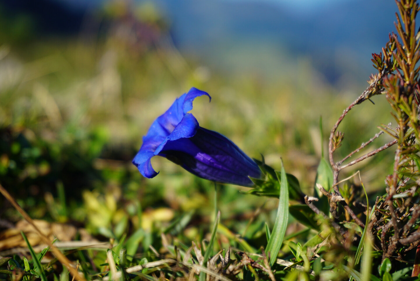 Enzian auf dem Weg zum Stripsenjochhaus im Kaisergebirge