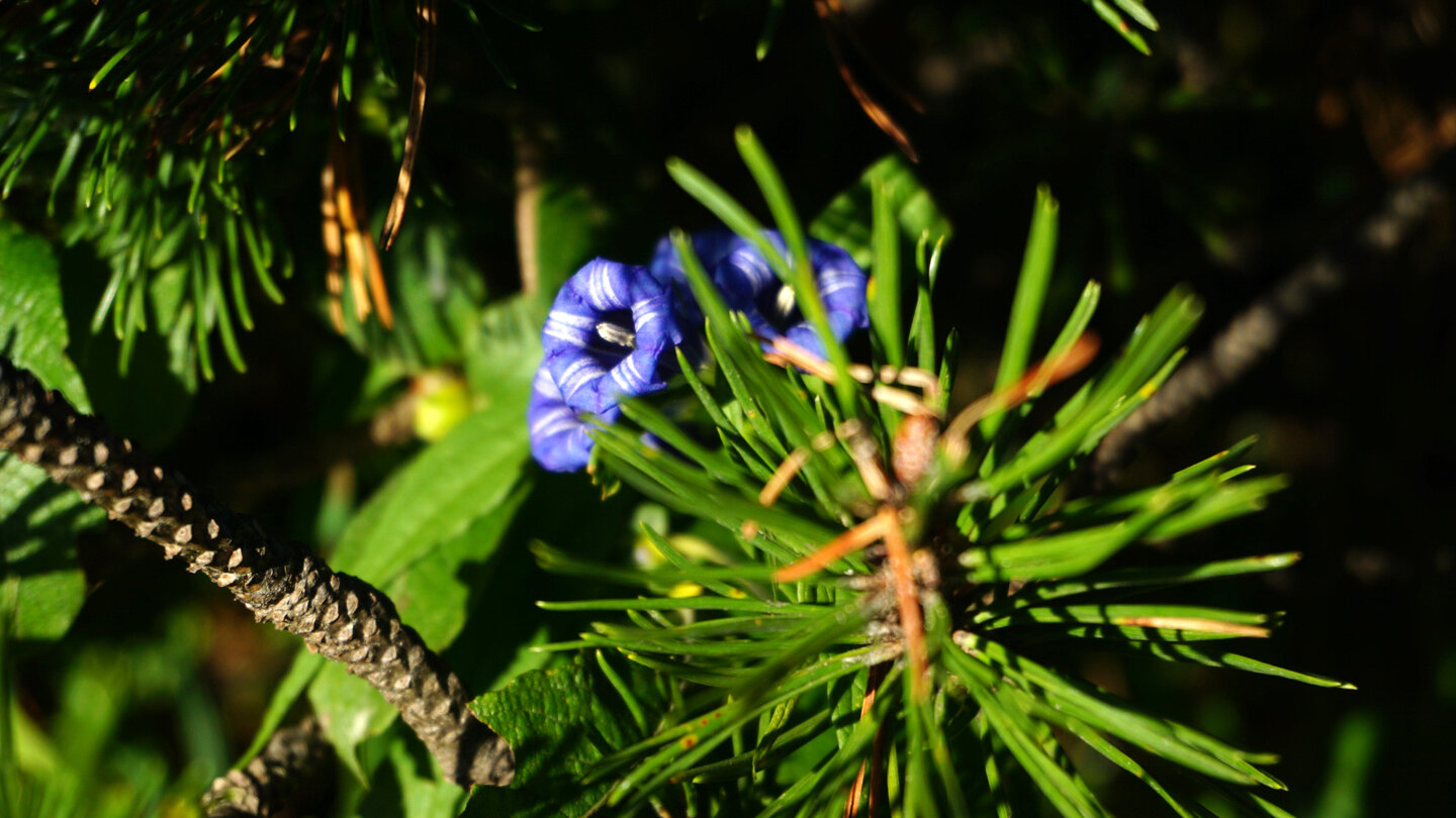 Enzian und Latschenkiefer im Verein