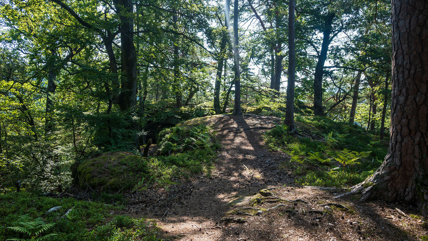 Wanderweg zum Krappenfels auf der Eulenfels-Tour