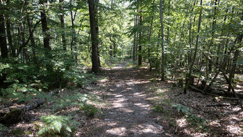 Wandern auf der Eulenfelsen-Tour bei Eppenbrunn