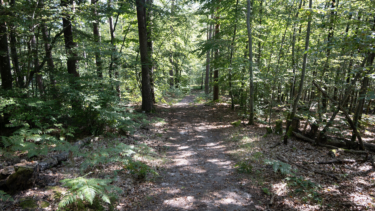 Wandern auf der Eulenfelsen-Tour bei Eppenbrunn
