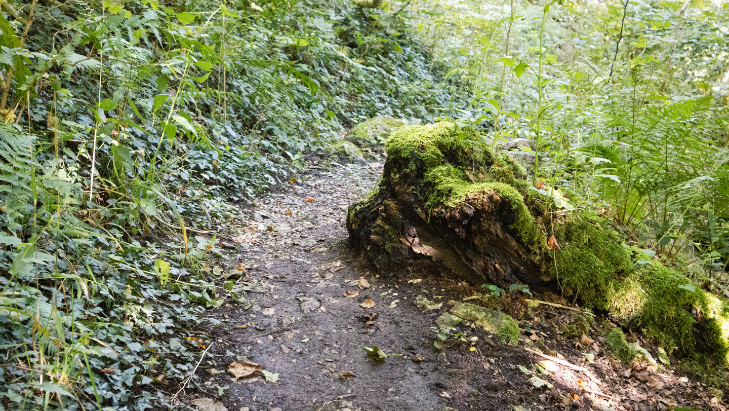 Abstieg auf dem Donau-Zollernalb-Weg