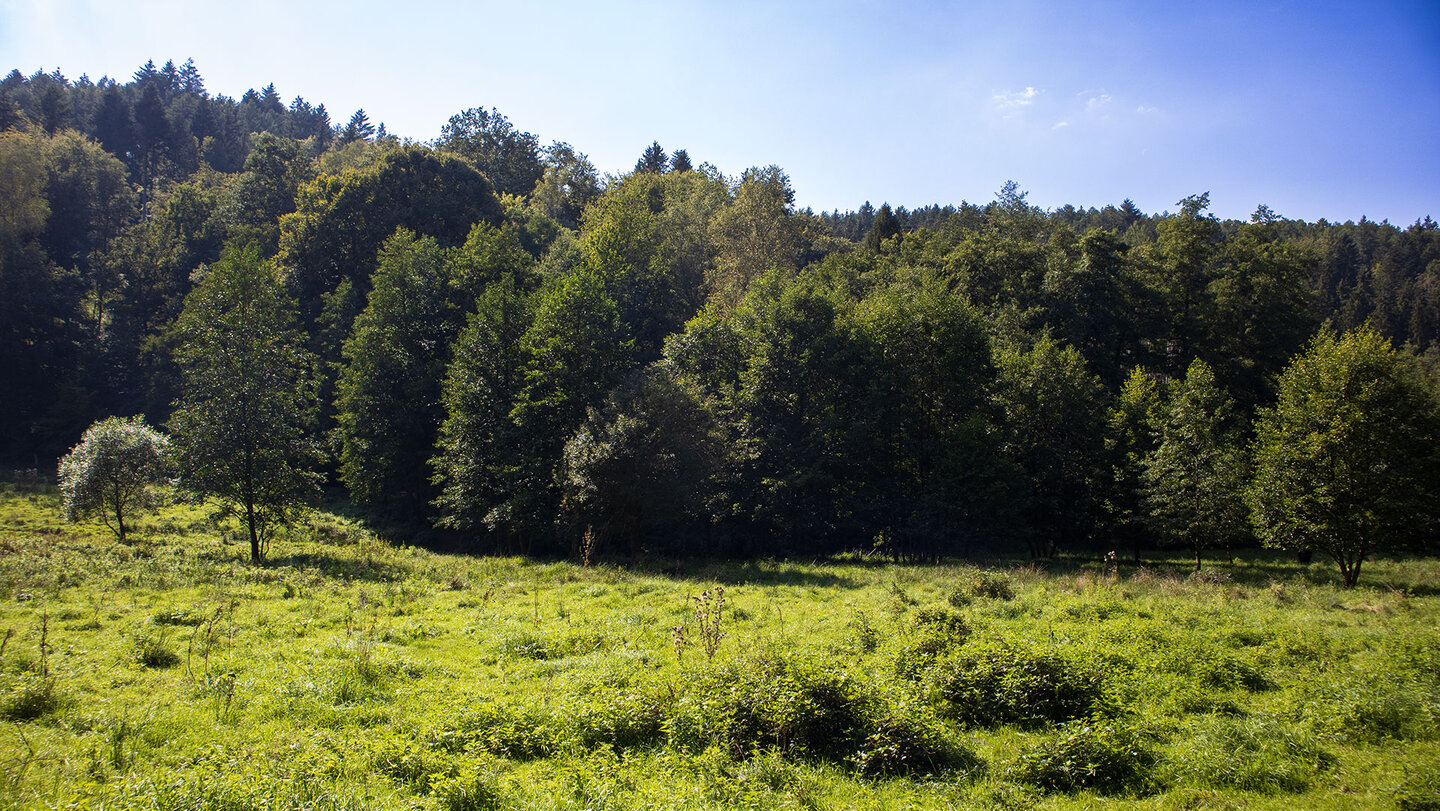 Talwiese der Felsalbe bei Pirmasens in der Südwestpfalz
