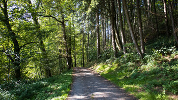 Wanderweg im Tal der Felsalbe im Wasgau in der Südwestpfalz
