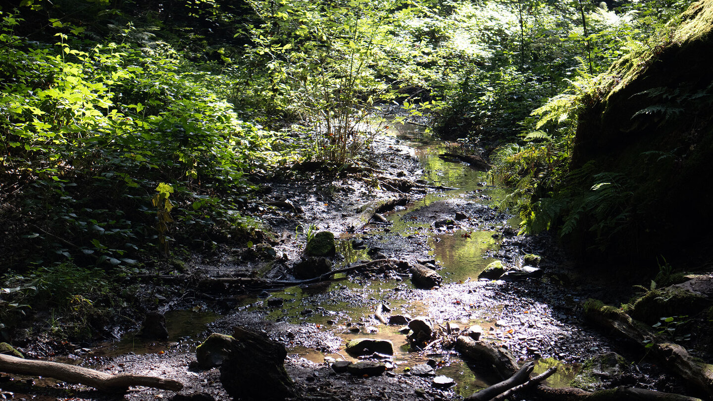 Bachlauf in der Hexenklamm bei Pirmasens