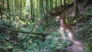 Der Wanderweg in der Hexenklamm ist manchmal nur ein naturbelassener Pfad