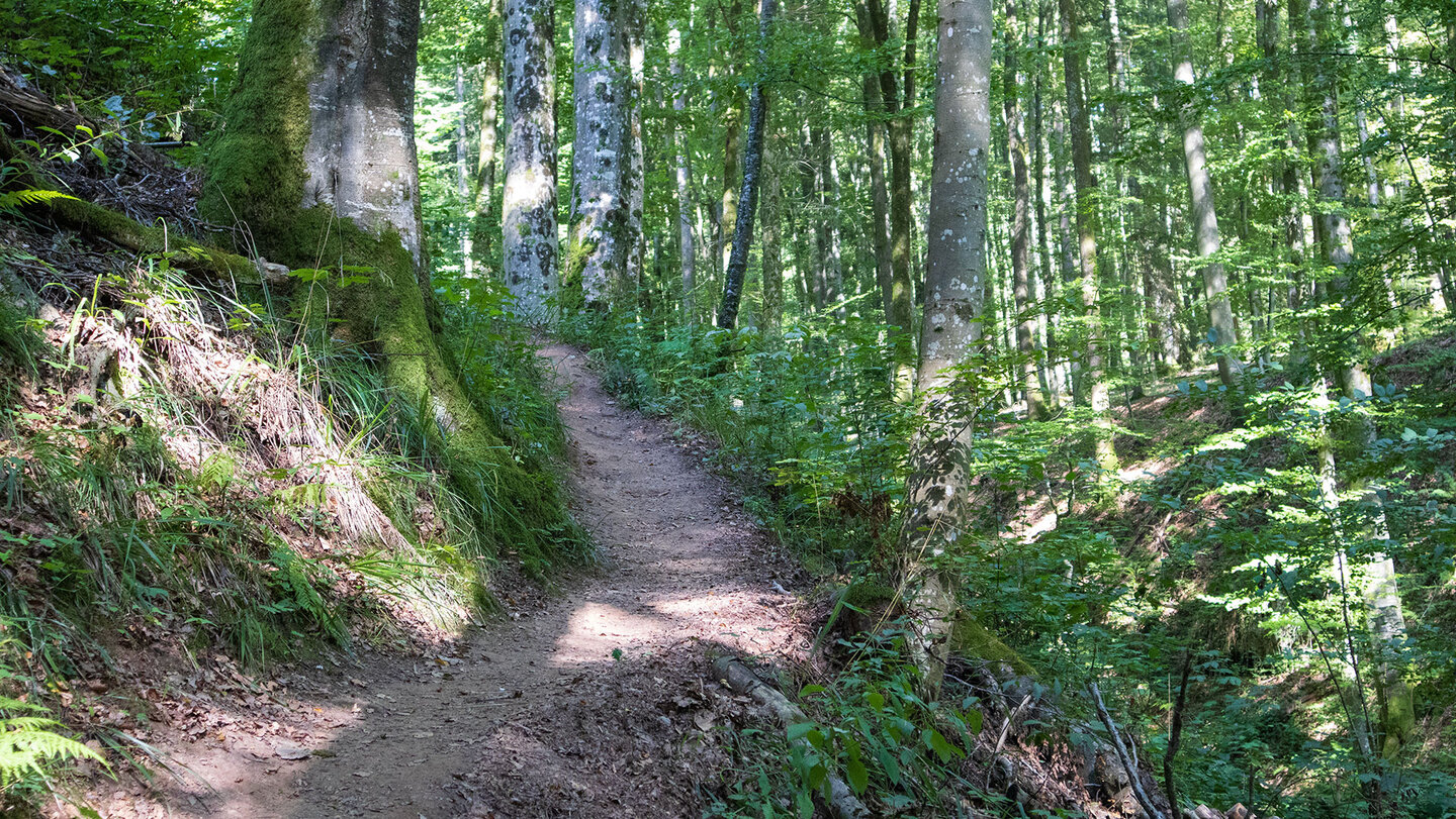 Wanderweg durch den Wald in der Hexenklamm bei Pirmasens