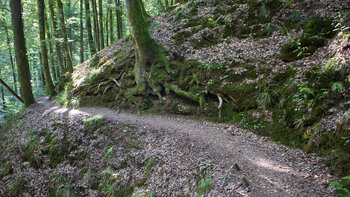 Der Wanderweg durch die Hexenklamm bei Pirmasens schlängelt sich durch den Wald