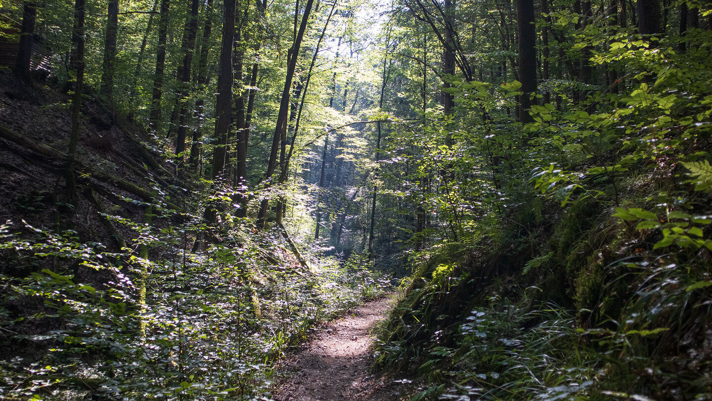 Der Wanderweg verläuft weiter durch den Wald am Harschberg in der Südwestpfalz