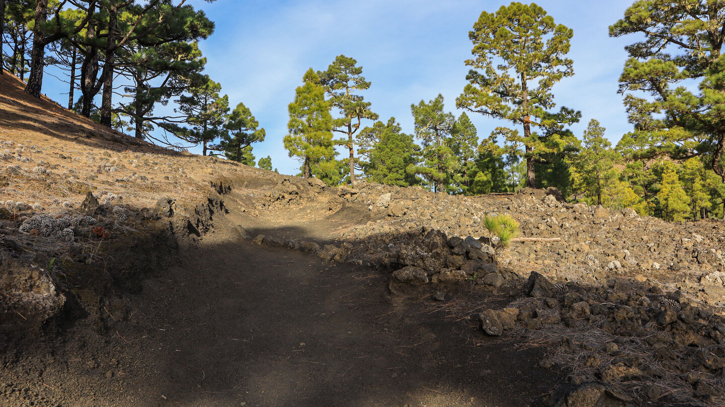 Wanderweg zwischen Kanarischen Kiefern und Lavagestein